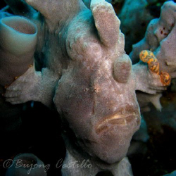 Frog Fish - Taken at Kirby's Rock dive site in Anilao Bat... by Arthur Castillo 